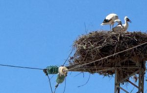 La Polizia Provinciale individua un nido di cicogne