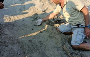 Rinvenuto per la prima volta un nido di tartarughe marine a Torre Guaceto: nate oltre 100 Caretta caretta