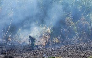 Incendio Canale Patri, PD Brindisi: “Bene Elmo, ma ora si programmino interventi. L’amministrazione solleciti il governo per potenziare corpo dei VV.FF.”