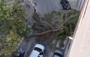 Albero di pino si spezza e cade a Brindisi. Danneggiata auto