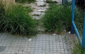 Brindisi, la città in verde. Di Vincenzo Albano