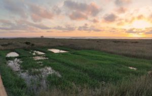 Boom di biodiversità a Torre Guaceto: successo della nuova zona umida
