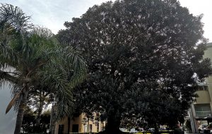 Di Summa, due esemplari di Ficus magnolioides nell’elenco regionale degli Alberi Monumentali