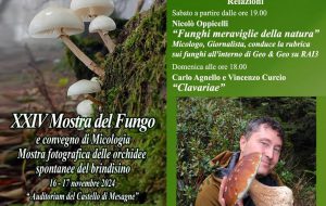 Mostra del fungo e convegno di micologia: sabato 16 e domenica 17 novembre a Mesagne