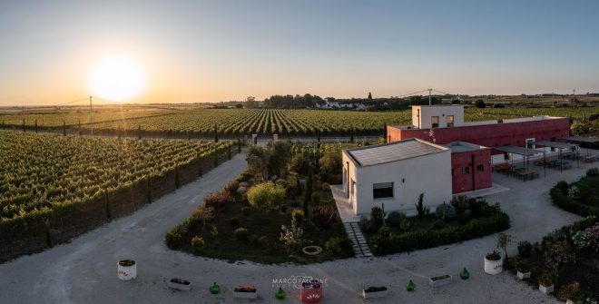 Il vino, San Martino e Brindisi. Di Carmine Dipietrangelo