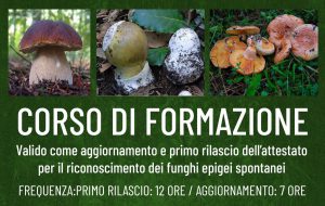 Corsi di formazione per il riconoscimento dei funghi. Ecco dove imparare ad individuare le specie velenose