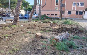 Legambiente e Italia Nostra: “abbattimento dei pini o applicazione di metodi innovativi?”