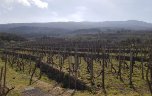 GAL Alto Salento: un viaggio studio nel comprensorio vitivinicolo dell’Etna per gli operatori agricoli