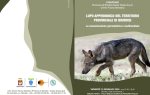 “Lupo appenninico nel territorio provinciale di Brindisi – la comunicazione giornalistica e multimediale