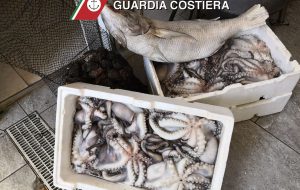 La Guardia Costiera sequestra oltre mezza tonnellata di prodotto ittico
