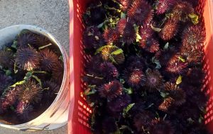 Pescatore beccato con 500 ricci a Torre San Gennaro: denuncia e multa