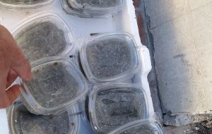 Ricci, cozze nere e schiuma di mare sui banchetti illegali: interviene la Guardia Costiera