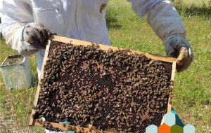 Bee Maker, giovani mani al lavoro per costruire bellezza e futuro