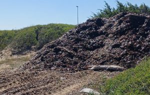 Montagne di alghe ammassate a Specchiolla: interviene la Guardia Costiera
