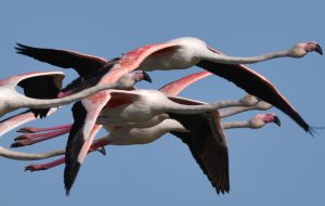 Asl e Consorzio di gestione di Torre Guaceto insieme per la salvaguardia della fauna