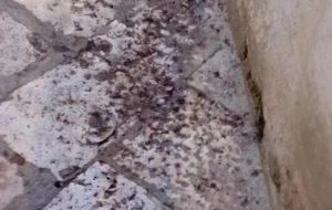 Una città assediata dai colombi e dal guano. Di Vincenzo Albano