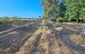 PD Brindisi: “L’incendio al Corridoio Verde nel quartiere La Rosa è un attacco vile a un progetto di rigenerazione urbana e civile”