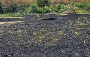 Brucia ancora il Corridoio Verde: incendio doloso devasta parte dei terreni rigenerati a La Rosa