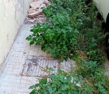 Erbacce in città, per l’Ass. Elmo “non è trascuratezza o incapacità dell’Amministrazione, ma un modello di città più sostenibile”