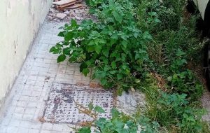 Erbacce in città, per l’Ass. Elmo “non è trascuratezza o incapacità dell’Amministrazione, ma un modello di città più sostenibile”