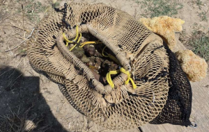Sorpreso dalla Guardia Costiera mentre pesca limoni di mare: denunciato sub