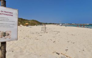 Picco di nidificazioni di fratino a Torre Guaceto