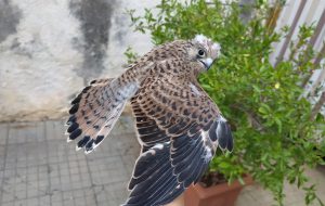Centro Fauna Selvatica: venerdì 25 luglio il rilascio in natura di falchi grillai