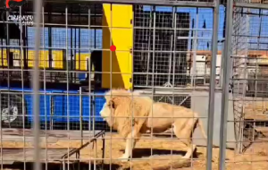 Due tigri e due leoni sequestrati nel brindisino: la nuova legge sugli animali pericolosi applicata per la prima volta in Italia