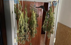 Arrestato presunto coltivatore di marijuana