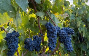 Cinque cantine scrivono al Sindaco Marchionna: “perché Brindisi ha rinunciato a essere sede di un importante evento sul Susumaniello?”