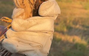 Centro Fauna Selvatica: grande emozione per la liberazione di sei Falchi Grillai