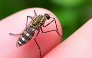 West Nile in Puglia: la situazione è sotto controllo, fondamentale la prevenzione