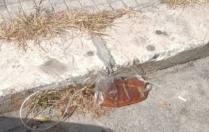 Catetere pieno di urina abbandonato da oltre un mese in Via Chimienti. Brindisi tra degrado e incuria