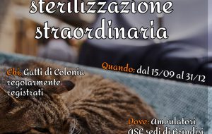 Gatti delle colonie feline, al via il programma di sterilizzazione straordinaria