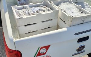 Sequestrati due quintali di prodotti ittici.