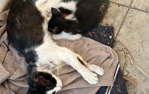 Aiutateci ad accudire i nostri gatti: l’appello di tre giovani brindisine