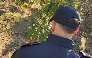 Sequestrata piantagione di marijuana: alcune piante erano alte quasi tre metri