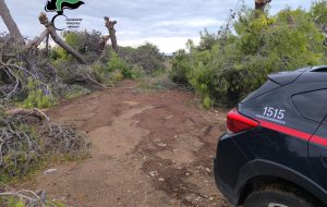 Taglio abusivo di piante della macchia mediterranea: intervengono i Carabinieri Forestali