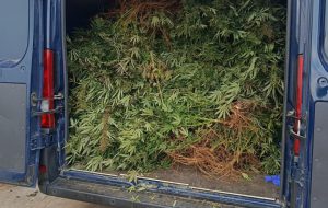 Piantagione di marijuana presso l’abitazione di campagna: arrestata coppia di Brindisi