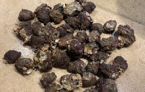 Frutti di mare vietati nel ristorante: denunciato titolare