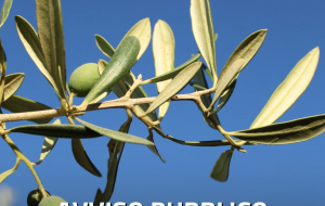 Pubblicato l’avviso pubblico “L’Ulivo che rinasce”