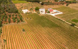 Sulle tracce del francavilla: Amalberga riscopre e valorizza il vitigno di Ostuni
