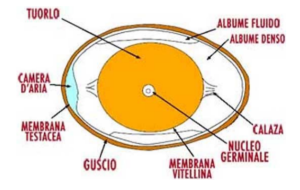 Ritorna la rubrica sulla Sicurezza alimentare a cura della Asl Brindisi. Ecco il focus sulle uova di gallina