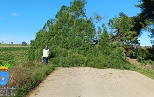 Maltempo nel brindisino: albero si abbatte sulla SP88