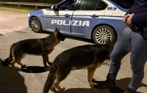 Una volante della Questura salva due cani che rischiano di essere investiti