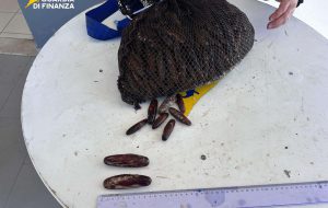 La Guardia di Finanza sequestra datteri di mare, novellame e ricci: due denunce