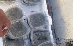 Guardia Costiera: sequestri di ricci di mare a Fasano e novellame di sarda a Brindisi