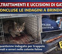 Maltrattamenti e uccisioni di gatti: nei guai 50enne brindisino