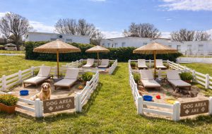 Beach One lancia il primo lido della provincia attrezzato con area cani