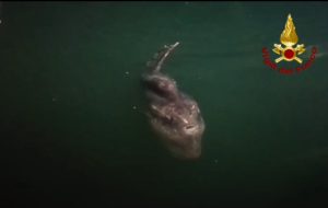 Pesce luna in difficoltà nel porto di Brindisi, intervento dei Vigili del Fuoco